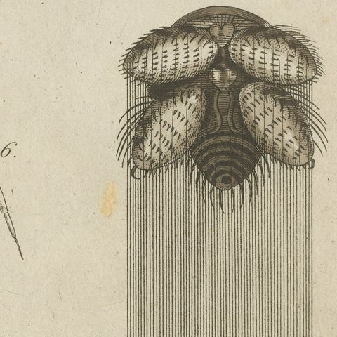Garden Spider with Magnified Fangs, Antique Bertuch Print, circa 1805, close-up 3