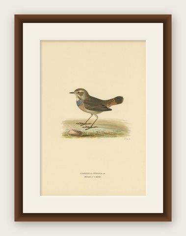 Antique Bird Print of the Bluethroat by Von Wright, 1927, shown framed