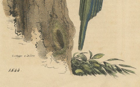 Blue-Tailed Bee-Eater Male - Hand-Colored Lithograph from The Book of the World, close-up 1