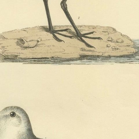 Seasonal Plumage of the Sanderling: Selby's Ornithological Study, 1826, close-up 5