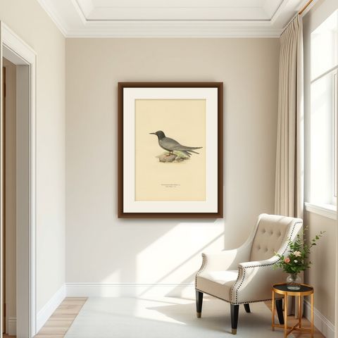 Antique Bird Print of the Black Tern by Von Wright, 1917, shown framed in a room
