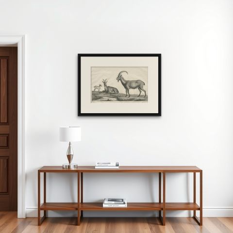 Antique Print of a Wild Goat by Miger 'c.1805', shown framed on a wall
