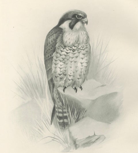 Antique Peregrine Falcon Bird Print by Lilian M. Medland, circa 1908, close-up 2