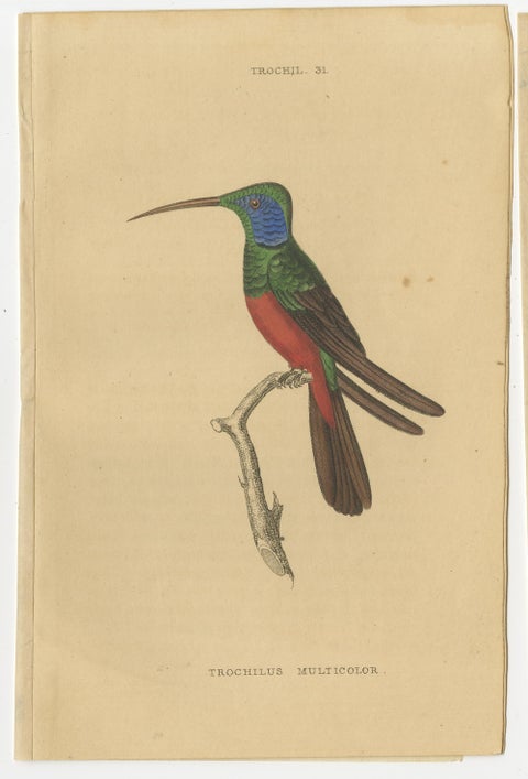 Set of 7 Antique Bird Prints, Harlequin Hummingbird, by Jardine '1837', view 8