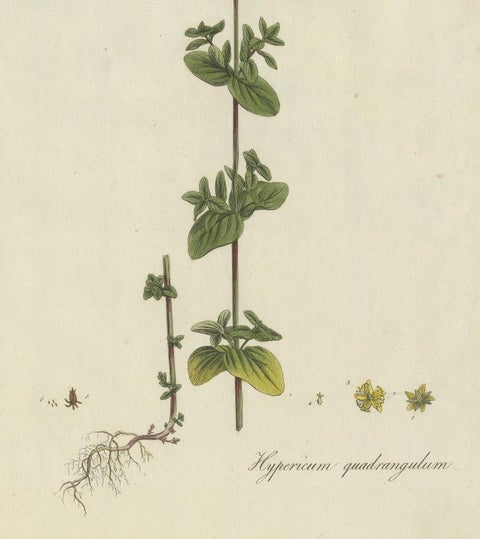 Antique Botany Print of a Species of St. Johnswort by Curtis, circa 1777, view 4