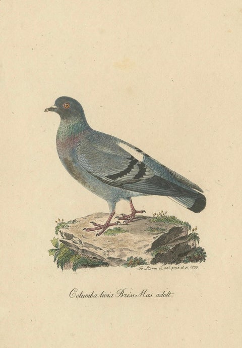 Franz Sturm's 1830 Illustration of the Adult Male Rock Dove (Columba livia), close-up 3