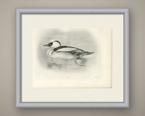 Smew, Antique Bird Print after Lilian Medland, circa 1909, shown framed
