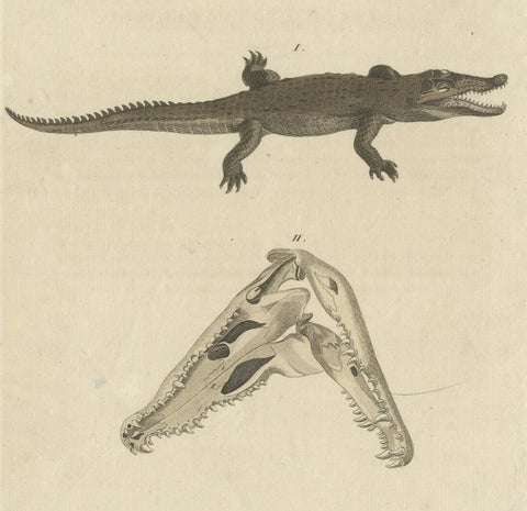 Antique Print of the Santo Domingo Crocodile and a Crocodile Skull, close-up 2