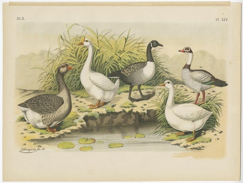 Old Print Showing Various Geese; Canada Goose, Snow Goose, Brant Goose Etc, 1886, view 2