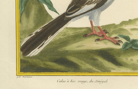 Original Antique Hand-Colored Engraving of the Red-billed Hornbill, circa 1770, close-up 2