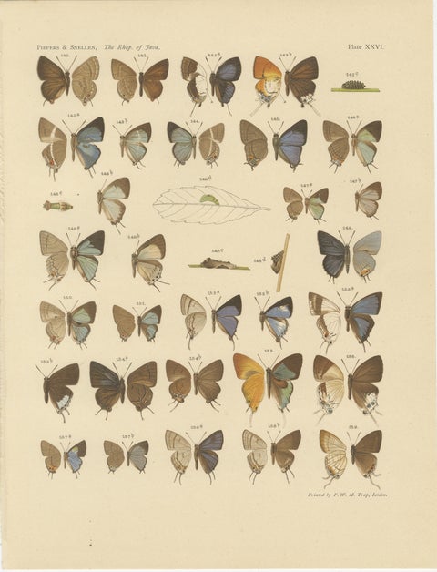 Victorian Butterfly Plates - The Rhopalocera of Java by Piepers & Snellen, 1908, view 3