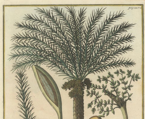 Rare Botanical Date Palm Engraving by J.C. Volkamer, Nazareth, 1713, close-up 2