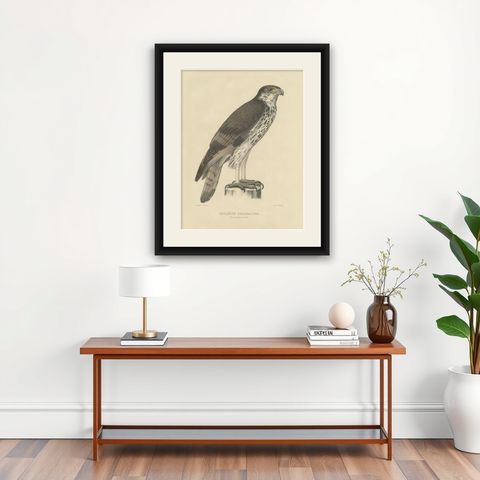 Antique Bird Print of the African Hawk-Eagle, C.1850, shown framed on a wall