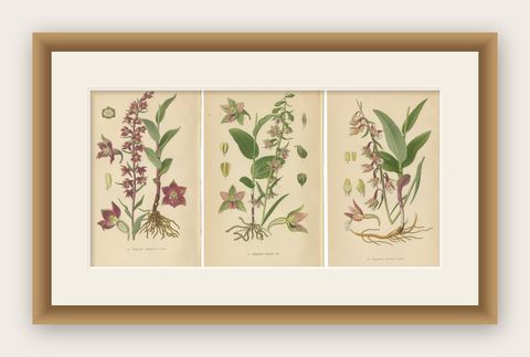 Epipactis Enchantment: A Trio of Botanical Illustrations from 1904, shown framed