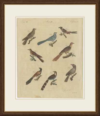 Eight Cuckoos from Around the World, Antique Bertuch Print, circa 1805, shown framed