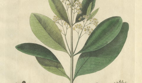 Antique Allspice Botanical Print, Myrtus Pimenta, Hand Colored, c.1831, close-up 3