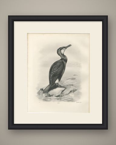 Great Cormorant, Antique Bird Print after Lilian Medland, circa 1909, shown framed