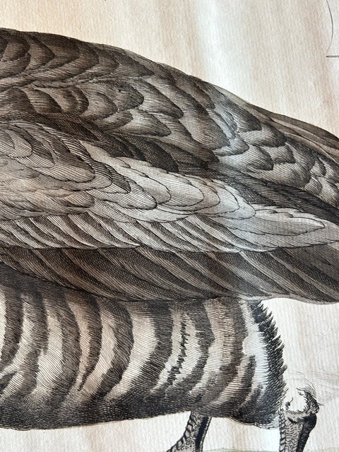 Brent Goose, Antique Bird Engraving by Nozeman and Sepp, 1789, view 6