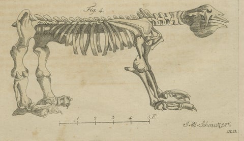 Antique Aardvark, Echidna, Baboons & Skeleton Engraving, Bertuch, close-up 2