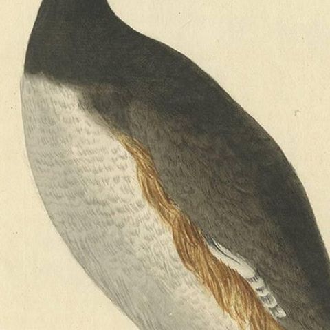 Antique Bird Print of the Horned Grebe by Sepp & Nozeman, 1829, close-up 2