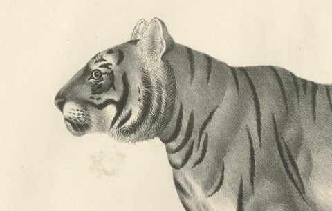 19th-Century Lithograph of the Striped Tigress, Mate of the Royal Tiger, close-up 3