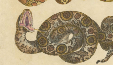 Antique Hand-Colored Boa Constrictor Snake Lithograph by Brodtmann, 1816, close-up 3