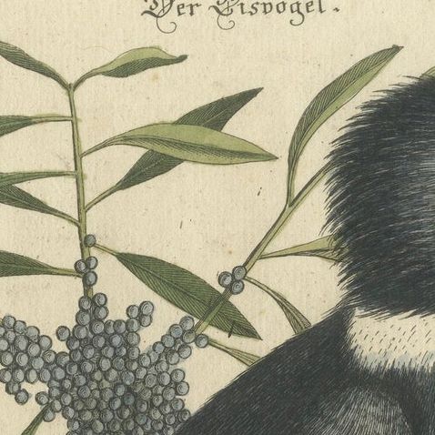 Hand-Colored Engraving of the Kingfisher by Johann Michael Seligmann, ca.1770, close-up 5