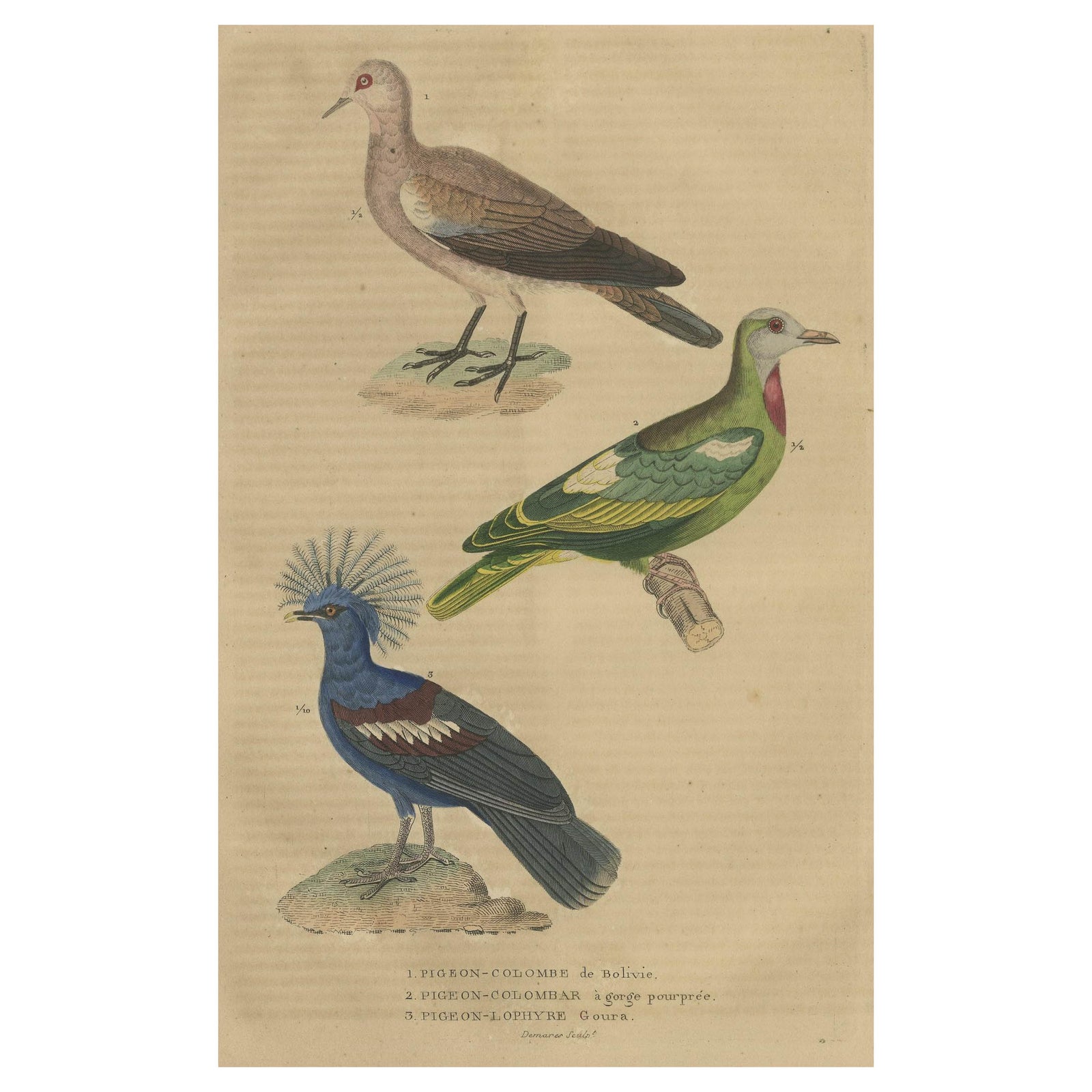 Handcolored Print of a Ground Dove, African Green Pigeon & Crowned Pigeon, 1845