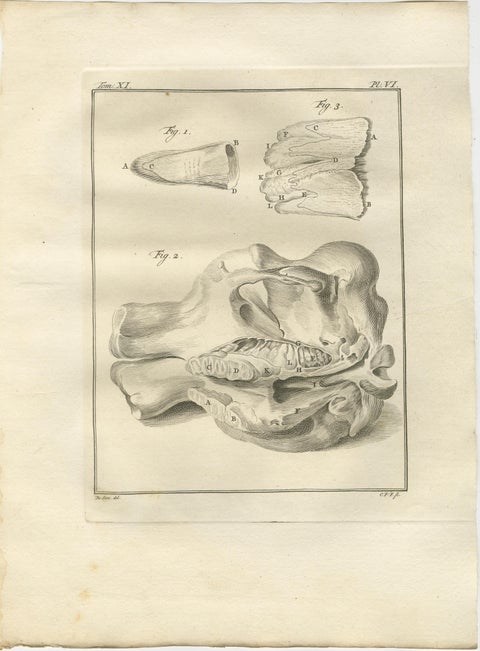 Sophisticated Elephant Anatomy Wall Set, Original Buffon Engravings, 1769, view 7