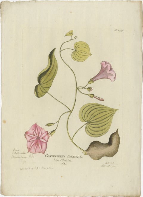 Convolvulus Batatas Botanical Engraving - Icones Plantarum Medicinalium, 1788, view 2