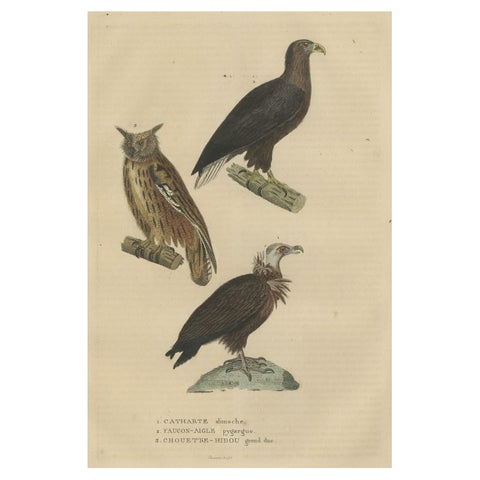 Original Bird Print of The Vulture, An Eagle Falcon and an Owl