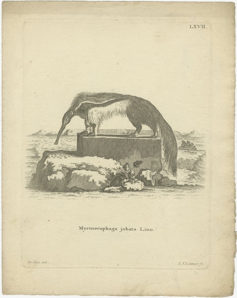 Giant Anteater, Antique Zoological Engraving by De Sève & Leitner, ca.1800, view 2