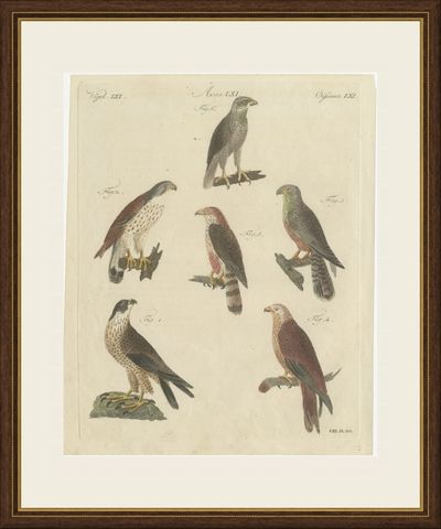 Falcons and Hawks including the Peregrine, Antique Bertuch Print, circa 1805, shown framed