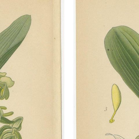 Vintage Orchids Published in 1904: A Study of Platanthera Species, 1904, close-up 1