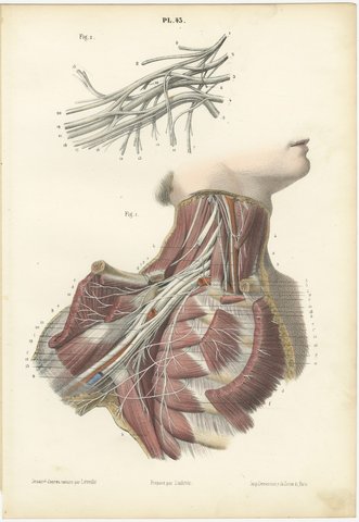 The Brachial Plexus, Antique Hirschfeld Anatomy Print, 1866, view 2