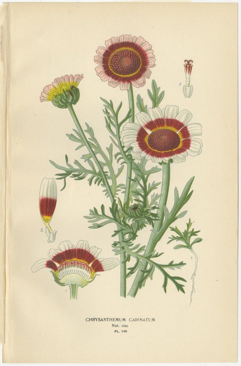 Botanical Prints: Chrysanthemum Carinatum, Paris Daisy & Chrysanthemums, 1897, view 2