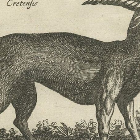 Rare Animals Lea Capra, Fantasy Creature, Ovis Cretensis, Camelo Pardalis, 1657, close-up 2