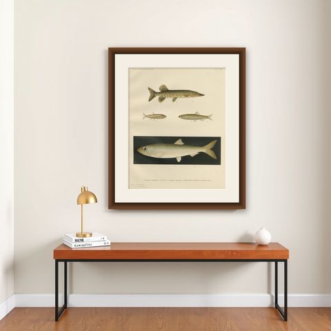 Scandinavian Fish Lithograph: Herring, Sprat, Müller’s Pearlside and Pike, 1895, shown framed on a wall