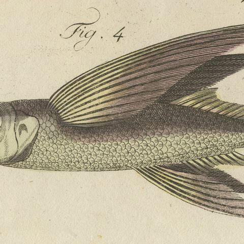 Flying Fish with a Flying Gurnard, Antique Bertuch Print, circa 1805, close-up 4