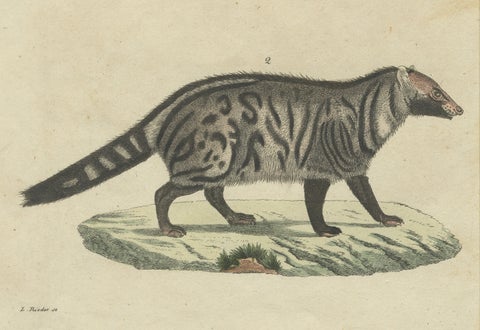 Antique Asian Civets & Kopi Luwak Natural History Engraving, Bertuch, 1820, close-up 6