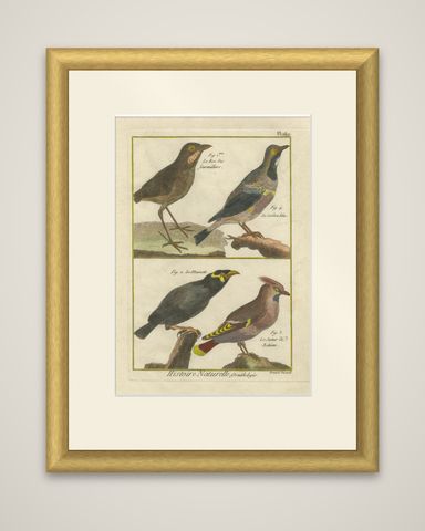 Hand-Colored Engraving of Diverse Bird Species from Histoire Naturelle, 1790, shown framed