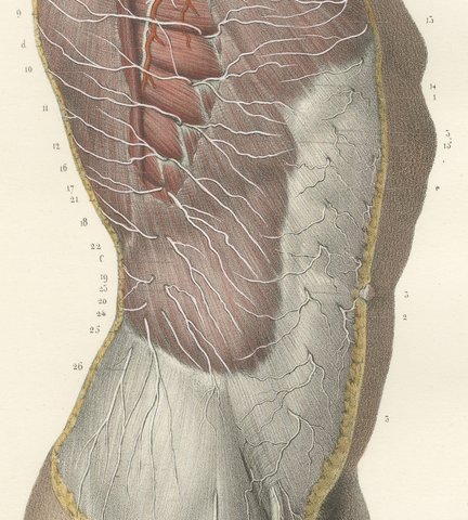 Cutaneous Nerves of the Flank, Antique Hirschfeld Anatomy Print, 1866, view 4