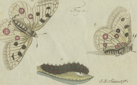 18th-Century Hand-Colored Engraving of Butterflies and Larvae by J. B. Schmuzer, close-up 1