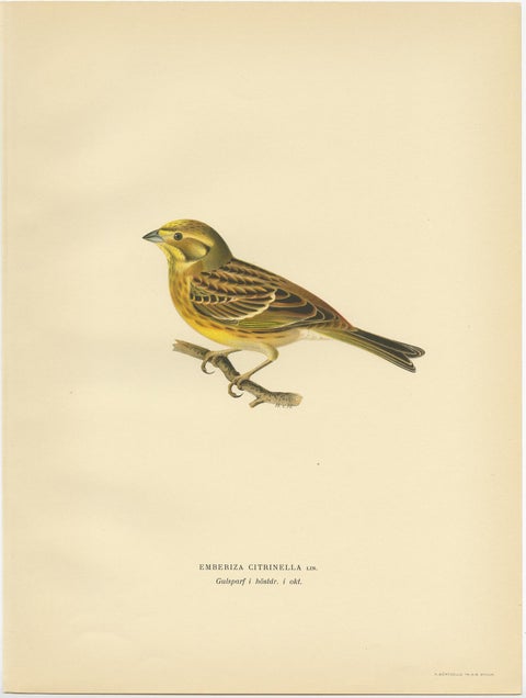 Antique Bird Print of the Yellowhammer by Von Wright, 1927, view 2