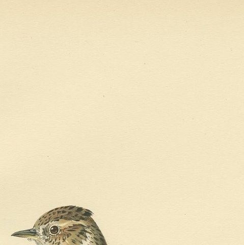 Antique Bird Print of The Woodlark by Von Wright, 1927, close-up 1
