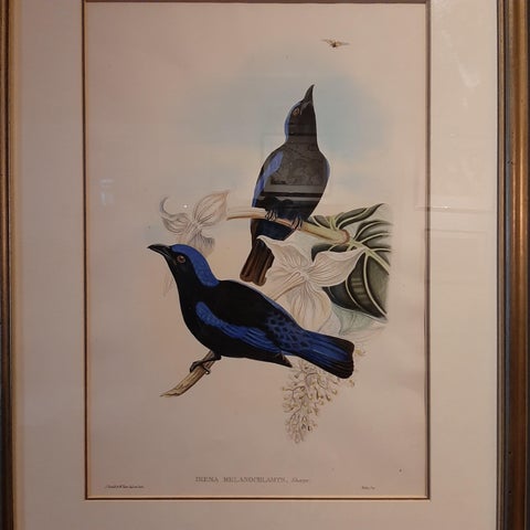 Antique Bird Print in Frame of the Black-Mantled Fairy Bluebird by Gould, 1870, view 2