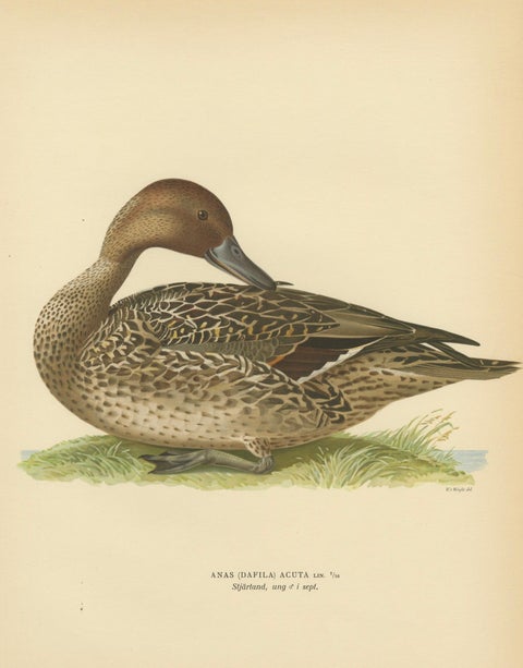 Vintage Pintail Duck Lithograph, Northern Pintail Anas Acuta, Sweden - 1929, close-up 1