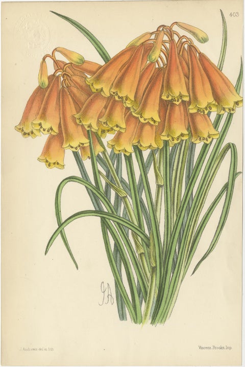 Set of 5 Antique Botany Prints, Orange, by Brooks 'c.1870', view 4