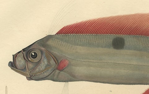 Rare Handcolored Fish Print of the Trachipterus trachypterus, a Ribbonfish, 1842, close-up 4