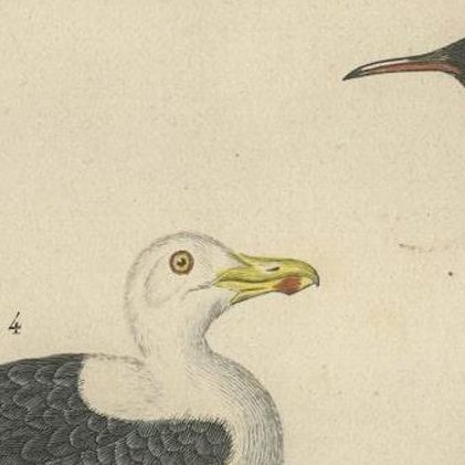 Original Print of Great Crested Grebe, Atlantic Puffin, King Penguin, Great Gull, close-up 2